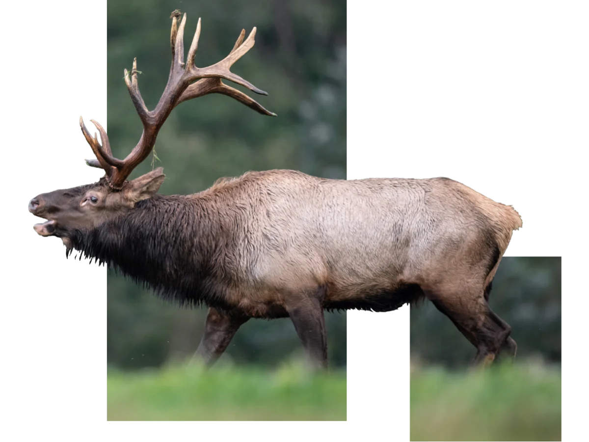 HS-HP-Elk-page1